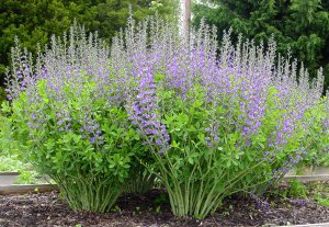 BAPTISIA australis -баптизия, диво индиго (1284)